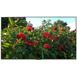 lg OLED55G2RLA