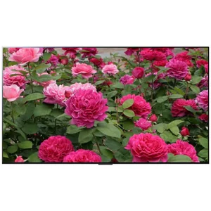 lg OLED65G2RLA