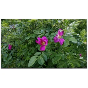 panasonic TX-65EX700E